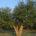 Quercus grisea Habit