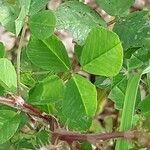 Medicago polymorpha Fuelha