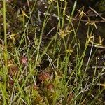 Carex pauciflora Habit