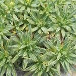 Azorella monantha Leaf
