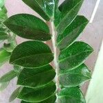 Zamioculcas zamiifolia (G.Lodd.) Engl.Листок