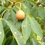 Aesculus flava Fruit