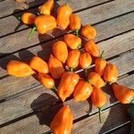 Capsicum chinense Fruit