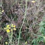 Diplotaxis tenuifolia Cvet