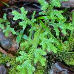 Selaginella eurynotaBlad