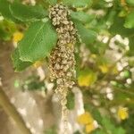 Garrya elliptica Meyve