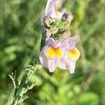 Linaria repensFlower