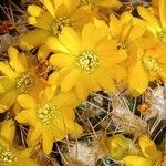 Rebutia neocumingii 花