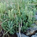 Lycopodium alpinum Hàbitat