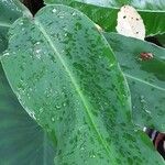 Hedychium gardnerianum Leaf