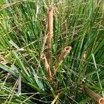 Festuca flavescens Corteza