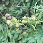 Linaria vulgaris Fruto