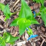 Commelina communisHoja