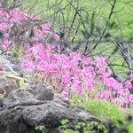 Oxalis articulataFlower