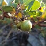 Arctostaphylos patula Fruit