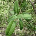 Laguncularia racemosa List