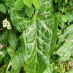 Arum italicum x Arum maculatum Hoja