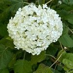 Hydrangea arborescensЦветок