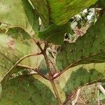 Nauclea latifolia Folio