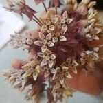 Asclepias humistrata Flower
