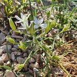 Ornithogalum gussonei Цвят