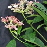 Hydrangea peruviana 其他