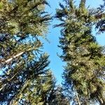 Picea abies Облик