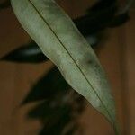Xylopia nitida 葉
