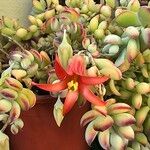 Cotyledon pendens Flor