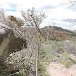 Rhus microphylla Агульны выгляд