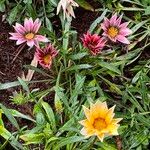 Gazania linearisFlor