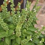 Ocimum americanum Хабит