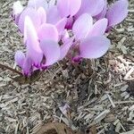 Cyclamen hederifolium 整株植物