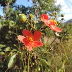 Hibiscus shirensis Flower