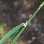 Phleum pratense Leaf