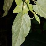 Chloropetalum denticulatum Leaf