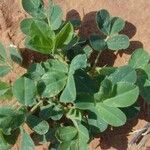 Arachis hypogaea List