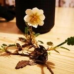 Dryas drummondii Blomst