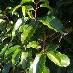 Prunus lusitanica Feuille