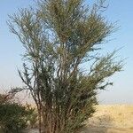 Acacia ehrenbergiana Агульны выгляд