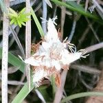 Carex baldensis Kwiat