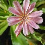 Lewisia longipetala ᱵᱟᱦᱟ