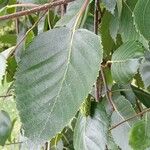 Betula utilis Blad