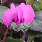 Cyclamen coumFlower