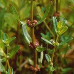 Ammannia latifolia Hábito