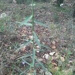 Euphorbia serrata Blad