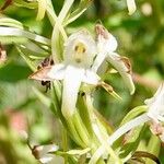 Platanthera bifolia Flower