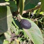 Acokanthera oblongifolia Плод