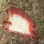 Elvasia elvasioides Other