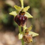 Ophrys sphegodes 花